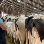 Buy Dairy Cattle Health Medicines Online