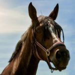 Premium horse joint protection powders and high-molecular-weight oral gels optimized for professional veterinary management - Buy Joint Supplements Online