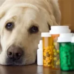 Buy Pet Antibiotics Online
