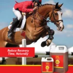 Buy Post Race Recovery Supplements for Horses