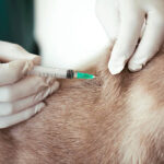 Buy Veterinary Injections Online - Premium horse performance injectables and targeted anti-inflammatory pharmacy solutions optimized for professional veterinary care