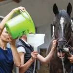 Buy Equine Sand Colic Treatment Online