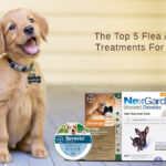 Order Dog Rx Medications Online