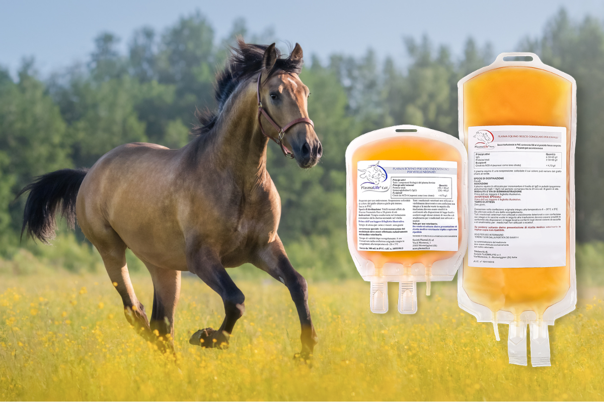 Order PlasmaLife Online | Trusted Animal Wellness Support | Global Vet Care