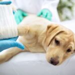 Shop Pet Wound Care Medicines Online