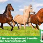 Premium youngstock growth supplements and oral muscle-building pastes tailored for professional stud farms