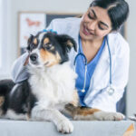remium water-soluble nutritional liquids and high-potency conditioning pastes tailored for professional veterinary management